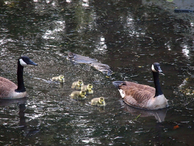 [All five are spread out a bit as they swim between their parents. ]
